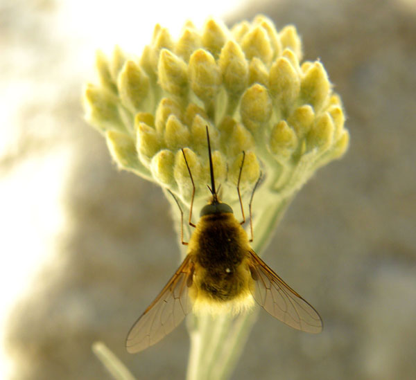 Identificazione Ditteri